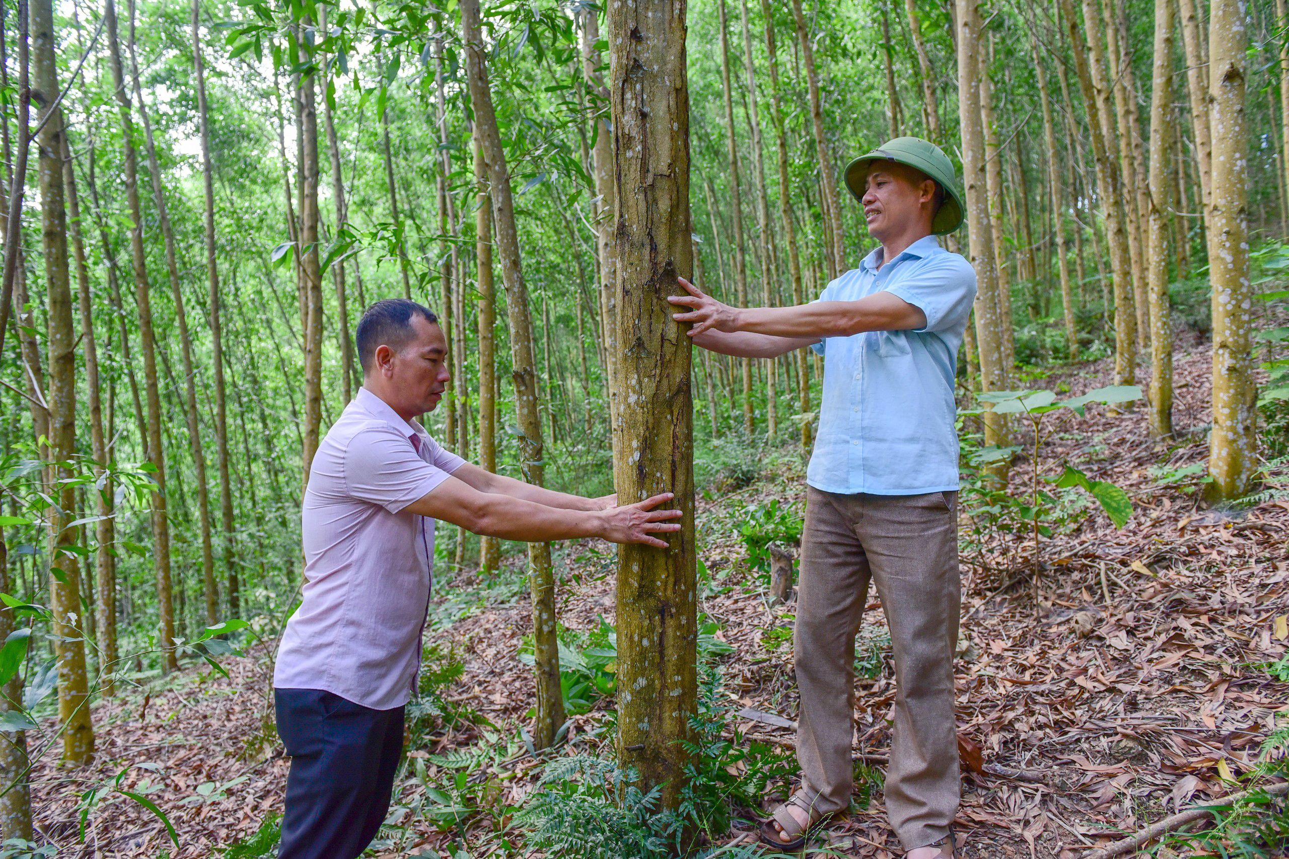 Rừng FSC của gia đình anh Nịnh Văn Lìn.
