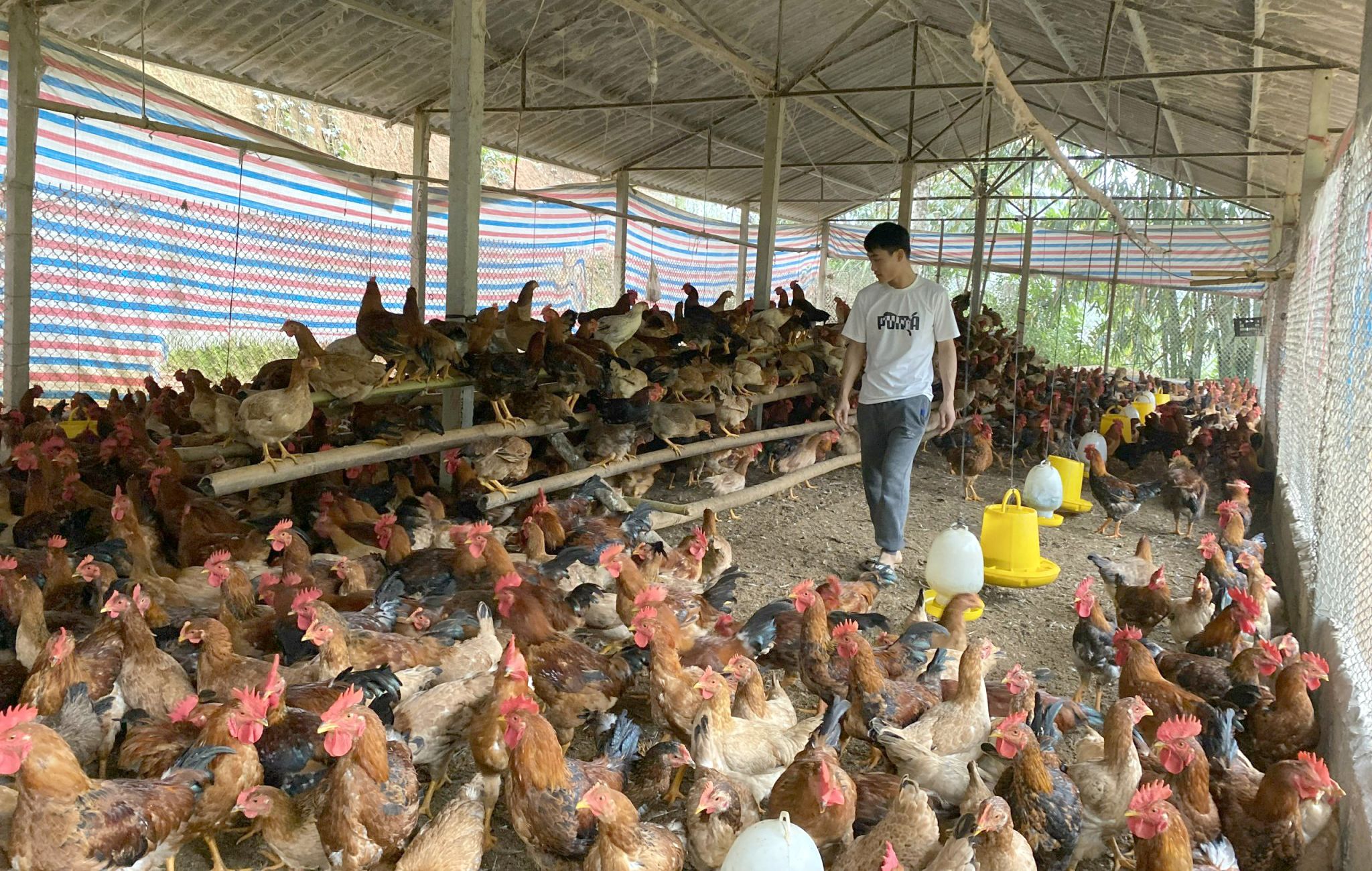 Người dân Kim Bình (Chiêm Hoá) chuyển đổi cơ cấu vật nuôi.