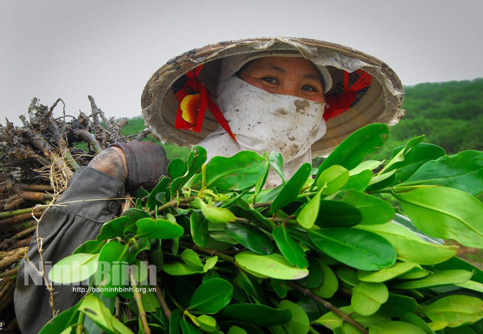 Vai trò tiền phong, gương mẫu của cán bộ, đảng viên trong triển khai thực hiện Chỉ thị số 13-CT/TW, ngày 12/01/2017 của Ban Bí thư khóa XII về "Tăng cường sự lãnh đạo của Đảng đối với công tác quản lý, bảo vệ và phát triển rừng" được thể hiện rõ trong các hoạt động: từ tuyên truyền, phổ biến chủ trương của Đảng, Nhà nước về lợi ích của việc trồng và bảo vệ rừng…đến việc trực tiếp lội bùn, xuống cây giống ở các bãi sình lầy…