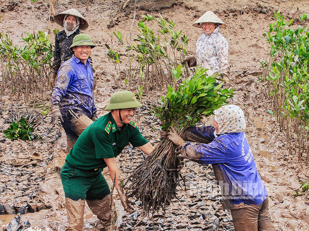 Hoạt động trồng rừng ngập mặn, rừng phòng hộ ven biển tại Ninh Bình luôn có sự tham gia nhiệt tình, trách nhiệm của các ngành, đoàn thể, và người dân địa phương. (Trong ảnh: Bộ đội Biên phòng tỉnh không chỉ làm tốt công tác tuyên truyền, vận động mà còn chung sức cùng người dân trồng từng cây giống, là hoạt động giúp gắn kết tình quân- dân thêm gắn bó…