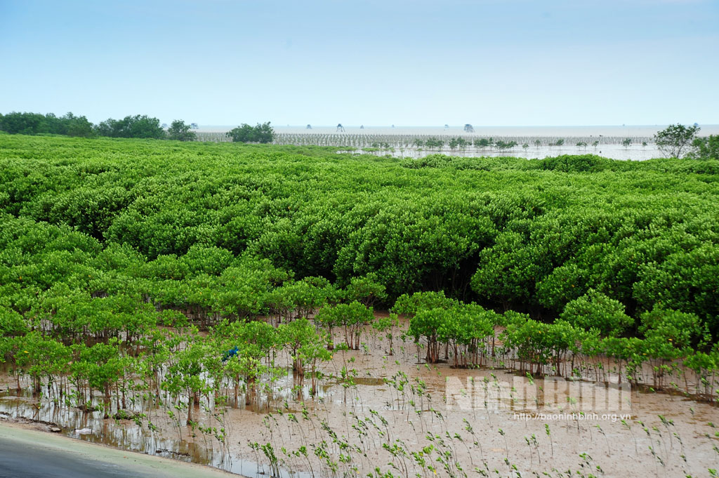 Mỗi năm, diện tích rừng trồng tăng dần, góp phần phủ xanh một vùng ven biển với khoảng 615 ha rừng ngập mặn. Giờ đây, dọc các tuyến đê biển đã và đang được xây dựng, những cánh rừng sú, vẹt, bần chua… phát triển xanh tốt, vươn mình trước biển. Ở Kim Sơn, có nhiều nơi cây đã phát triển cao lớn tới 3 - 5m, gốc to, tạo thành những bộ rễ lớn giữ đất, chống xói lở, xâm thực rất hiệu quả.