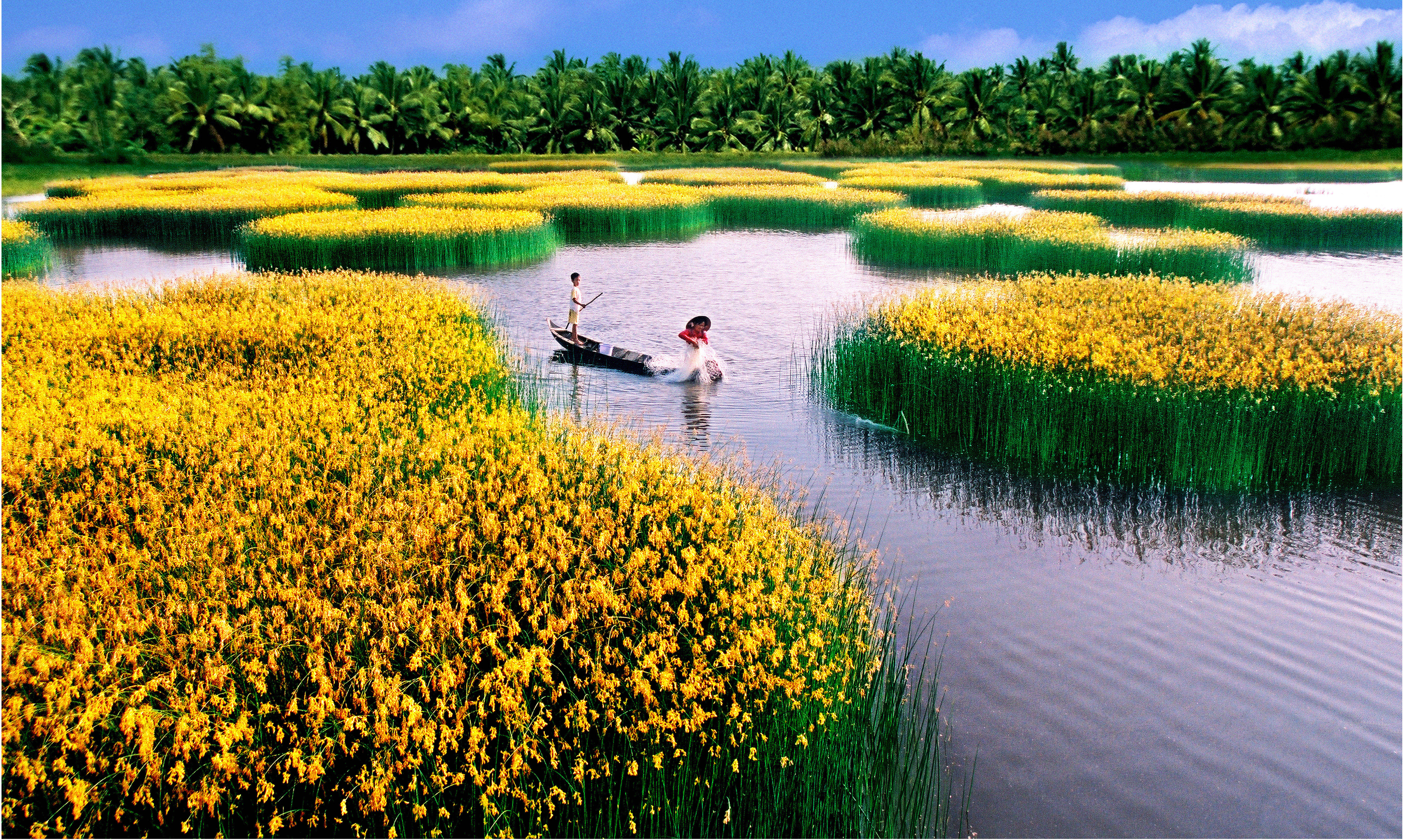 Cây năn tượng (tên khoa học là Scirpus Littoralis Schrad) được người dân trồng rất nhiều trong vuông tôm, đây là nguồn nguyên liệu dồi dào cho sản xuất mặt hàng đan đát thủ công mỹ nghệ.
